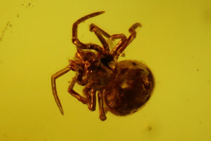 Fossil Spider (Araneae) in Baltic Amber #150743